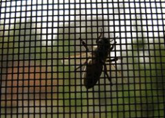 Window Insect Screen